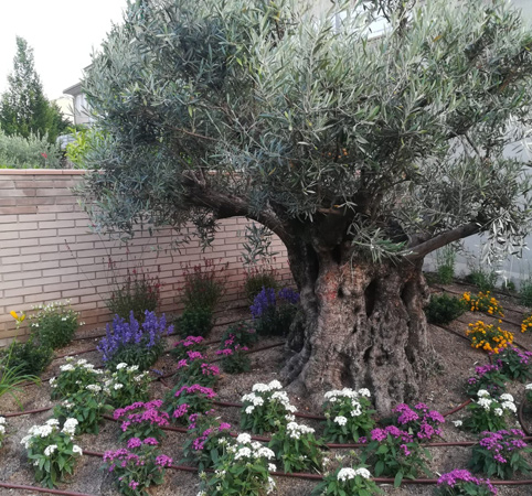 .Zona de olivera y planta de temporada finalizada.