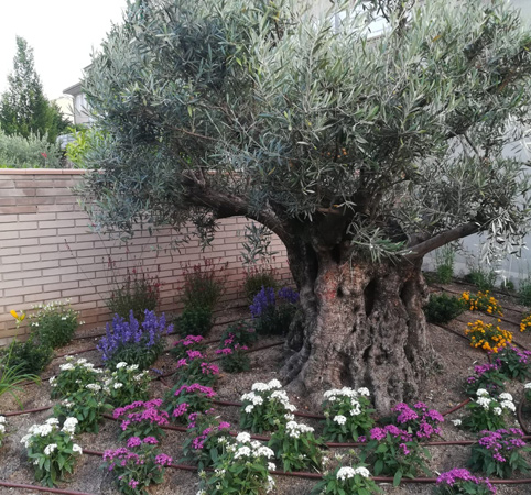 .Zona d´olivera i planta de temporada finalitzada.