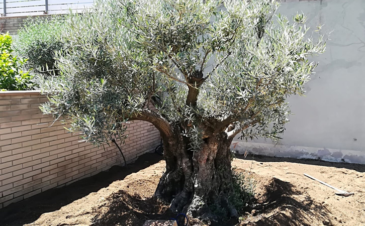 .Plantación de olivo ejemplar.