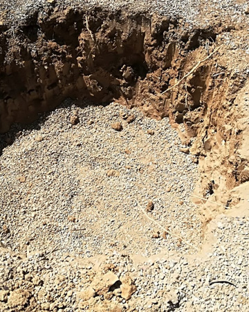 .Abertura de agujero para plantación de olivera ejemplar.