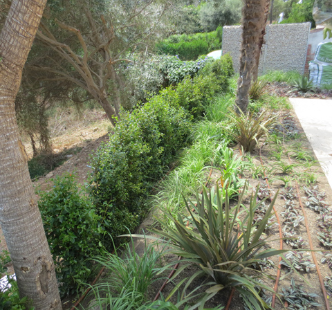 .Plantación y riego.