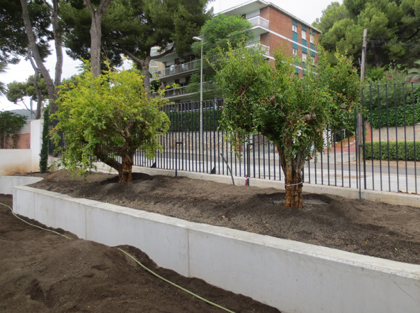 .Plantación de árboles.