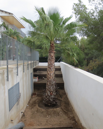 .Plantació de palmera.