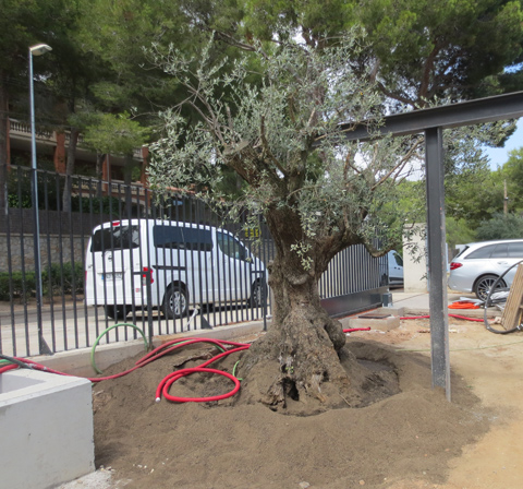 .Plantación de olivo ejemplar.