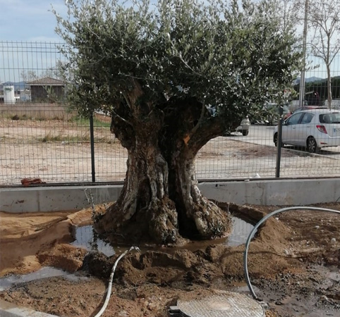 .Plantación de olivera ejemplar.