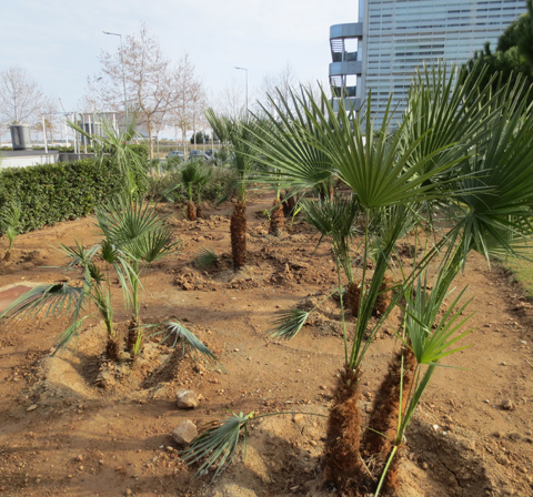 .Plantación de palmitos.