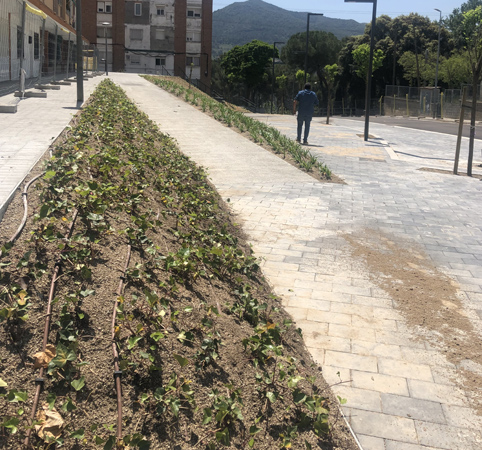 .Obra de jardineria en urbanización.