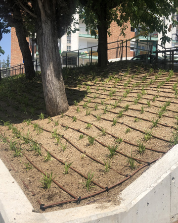 .Obra de jardineria en urbanización.