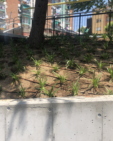 .Obra de jardineria en urbanización.